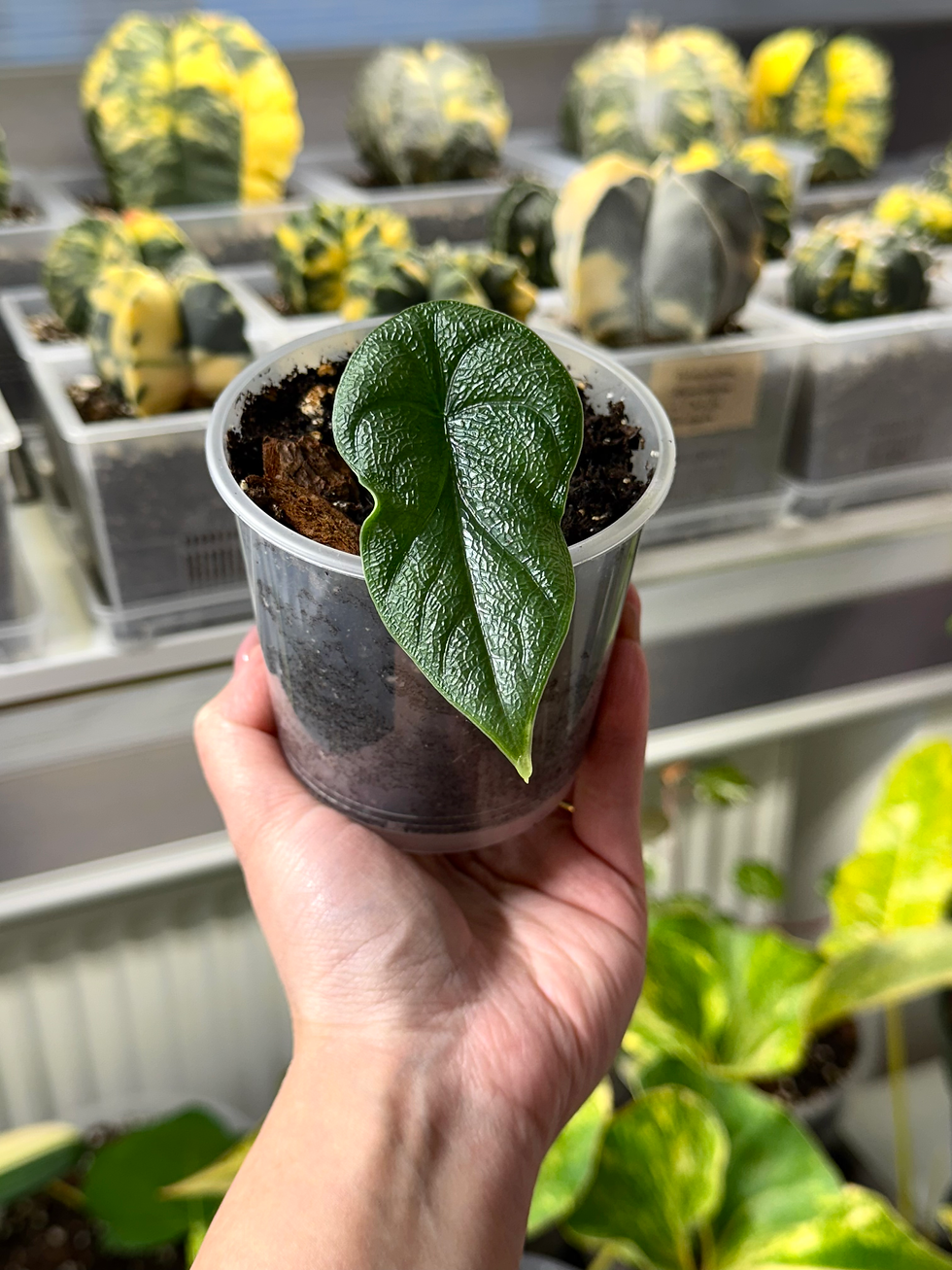Thumbnail: Alocasia Melo