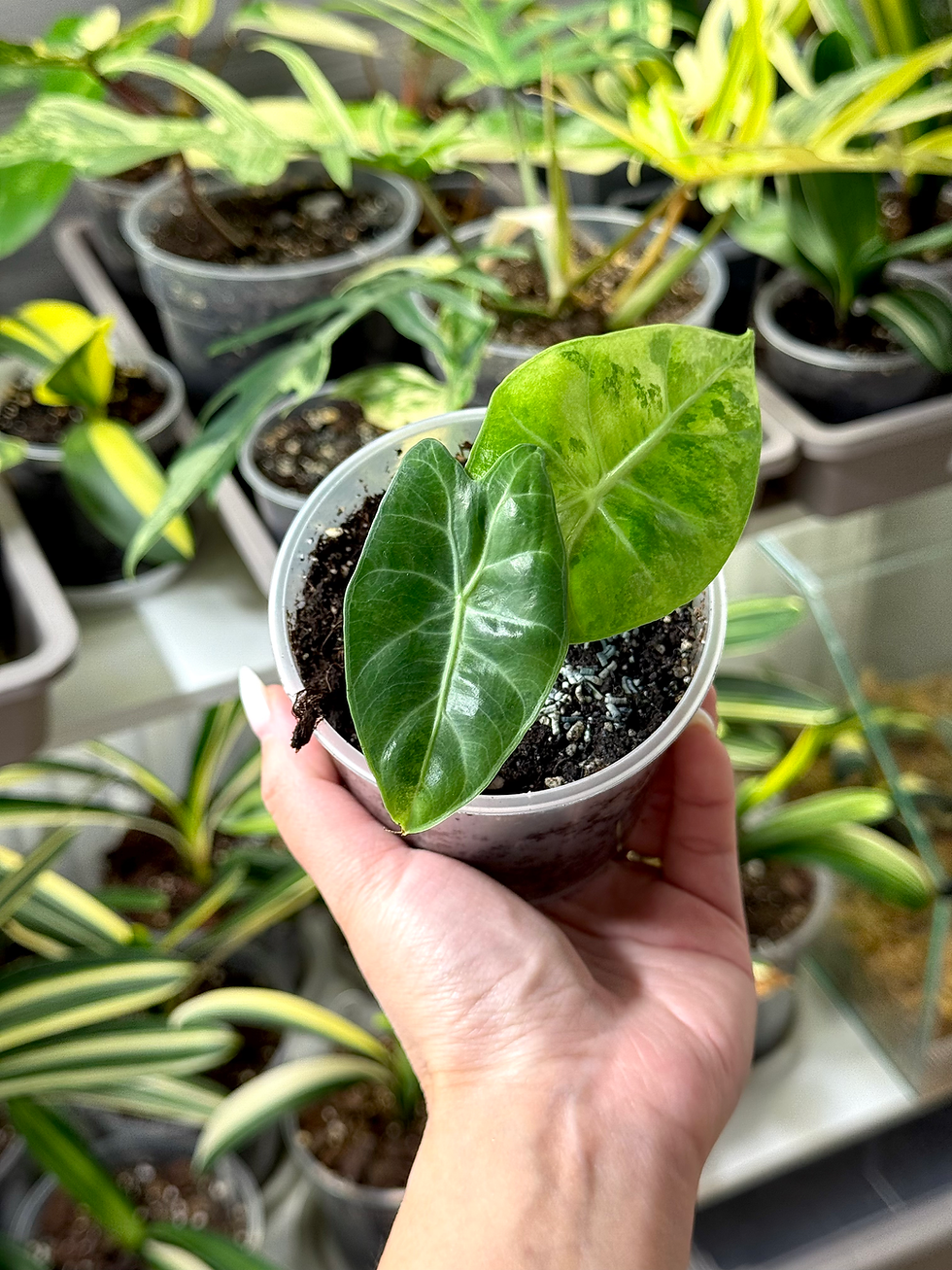 Thumbnail: Alocasia Nairobi Nights Variegata