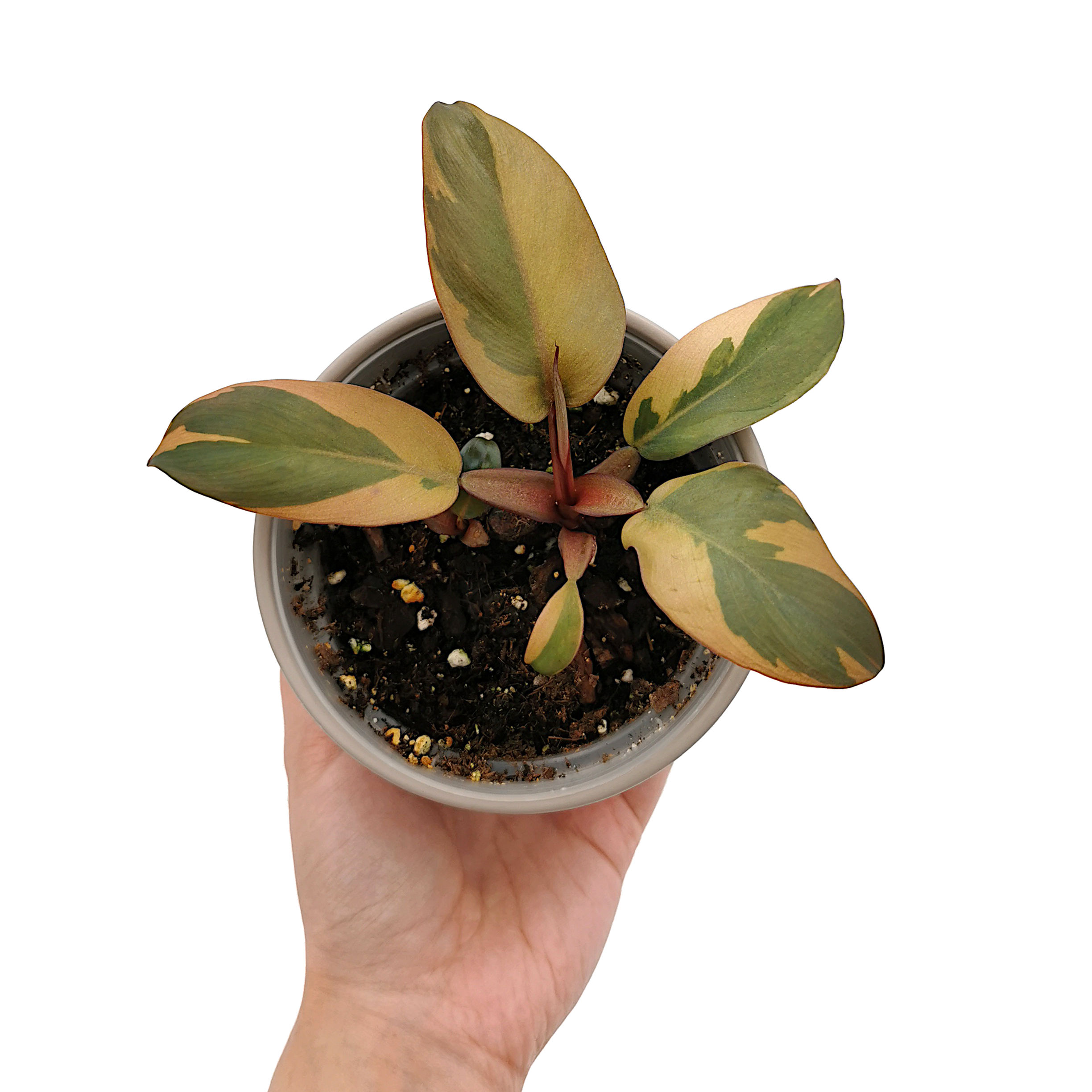 Philodendron Black Cardinal Variegata