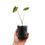 Thumbnail: Alocasia Zebrina Variegata (Young Plant)