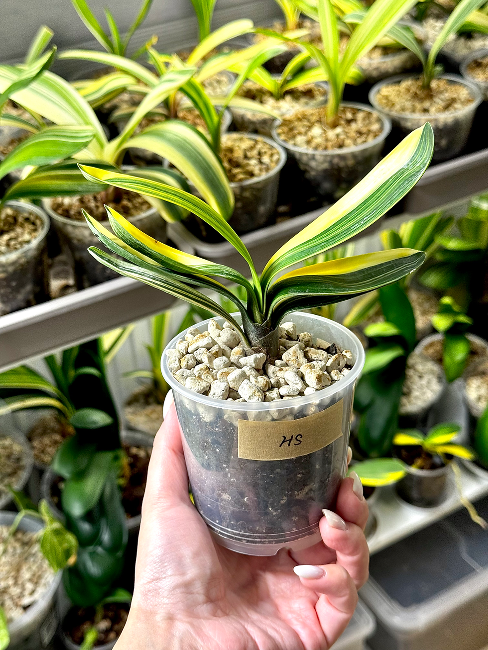 Thumbnail: Clivia Miniata Variegata x 'Hui-Shu-Zi'