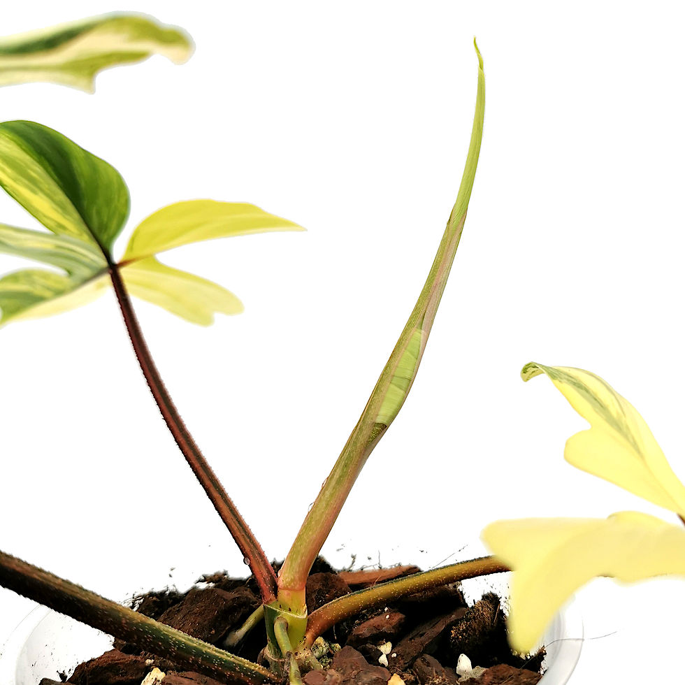 Thumbnail: Philodendron Florida Beauty Variegata