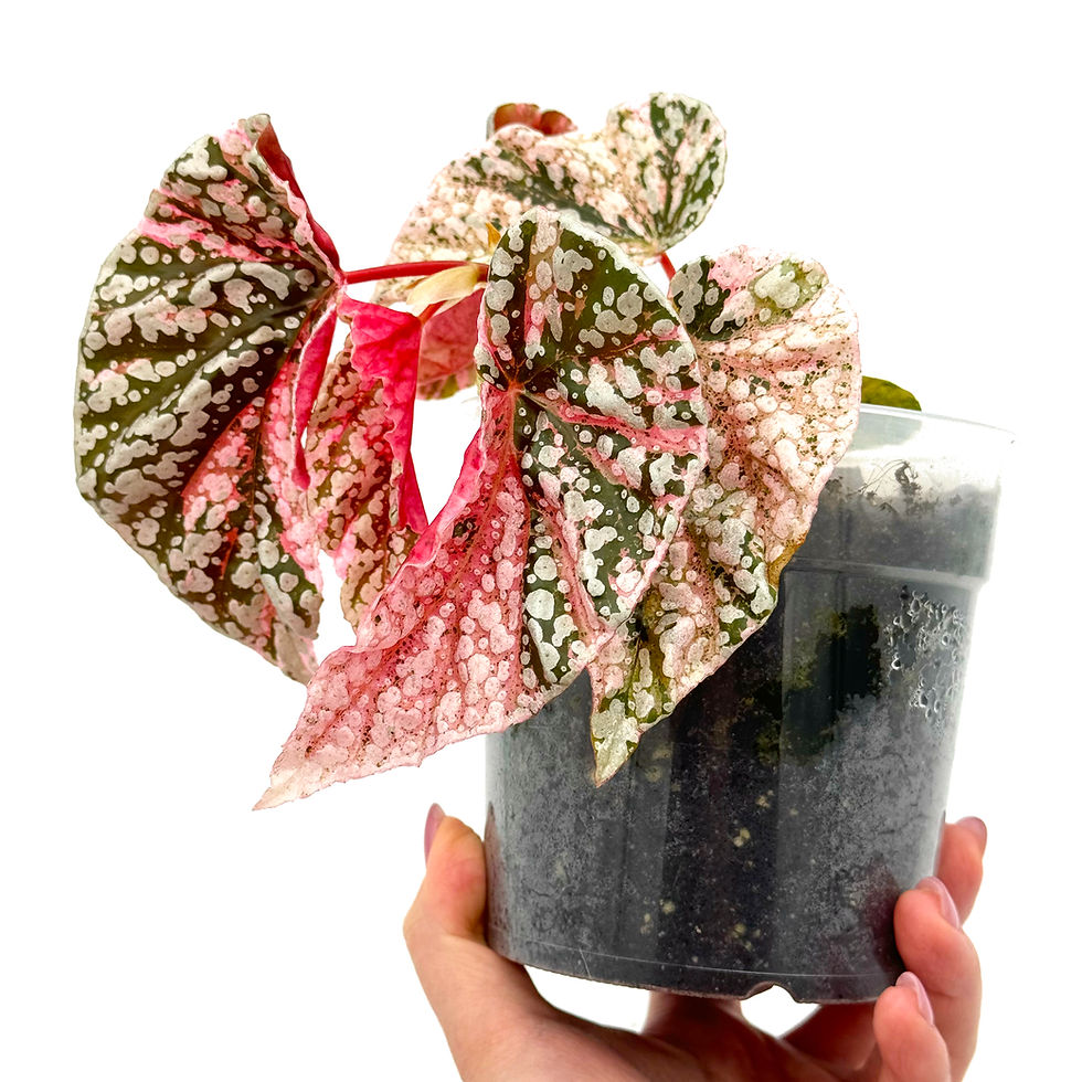 Thumbnail: Begonia Snow Capped / Snowcap Variegata