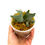 Miniaturbild: Hirschhornfarn Platycerium Willinckii OMG Sporeling