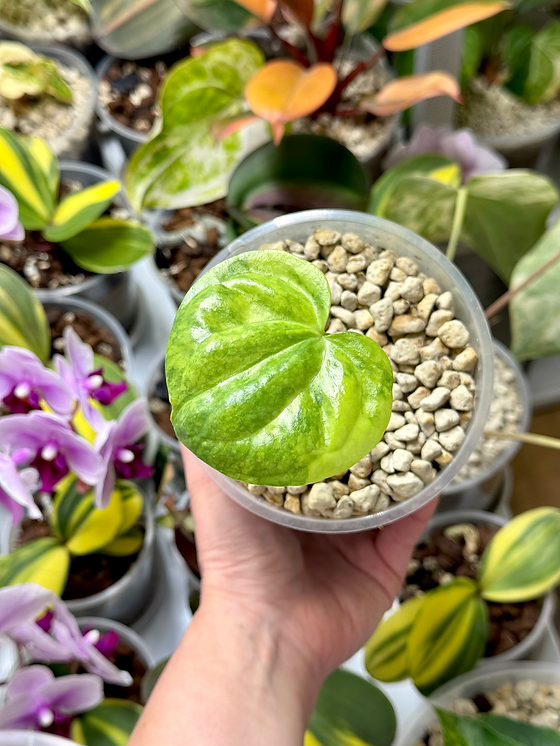 anthurium regale care Anthurium regale main image 1