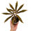 Miniaturbild: Amorphophallus