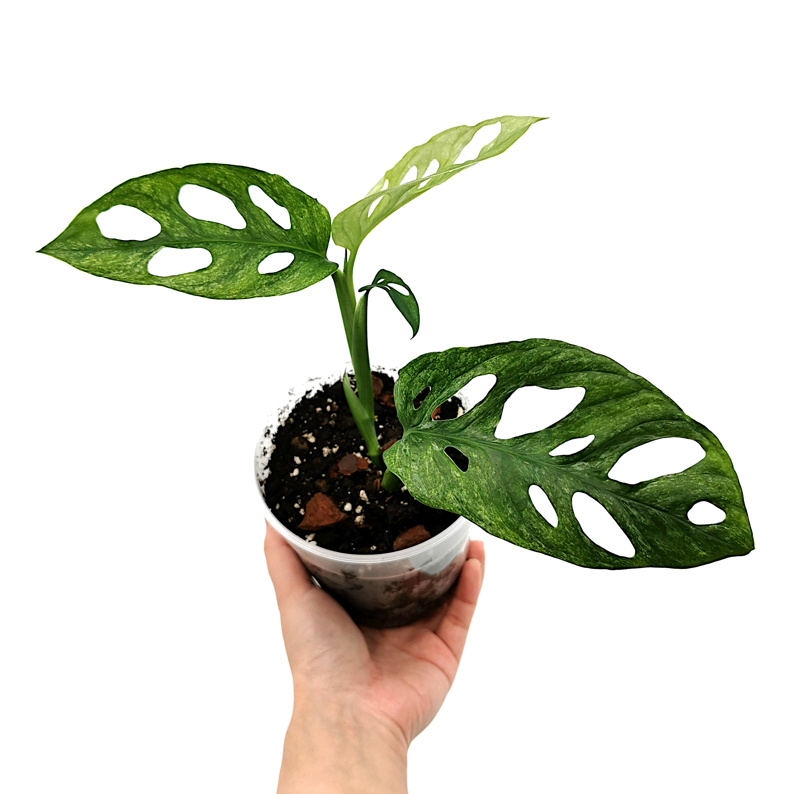 Monstera Adansonii Mint Europe / European Mint