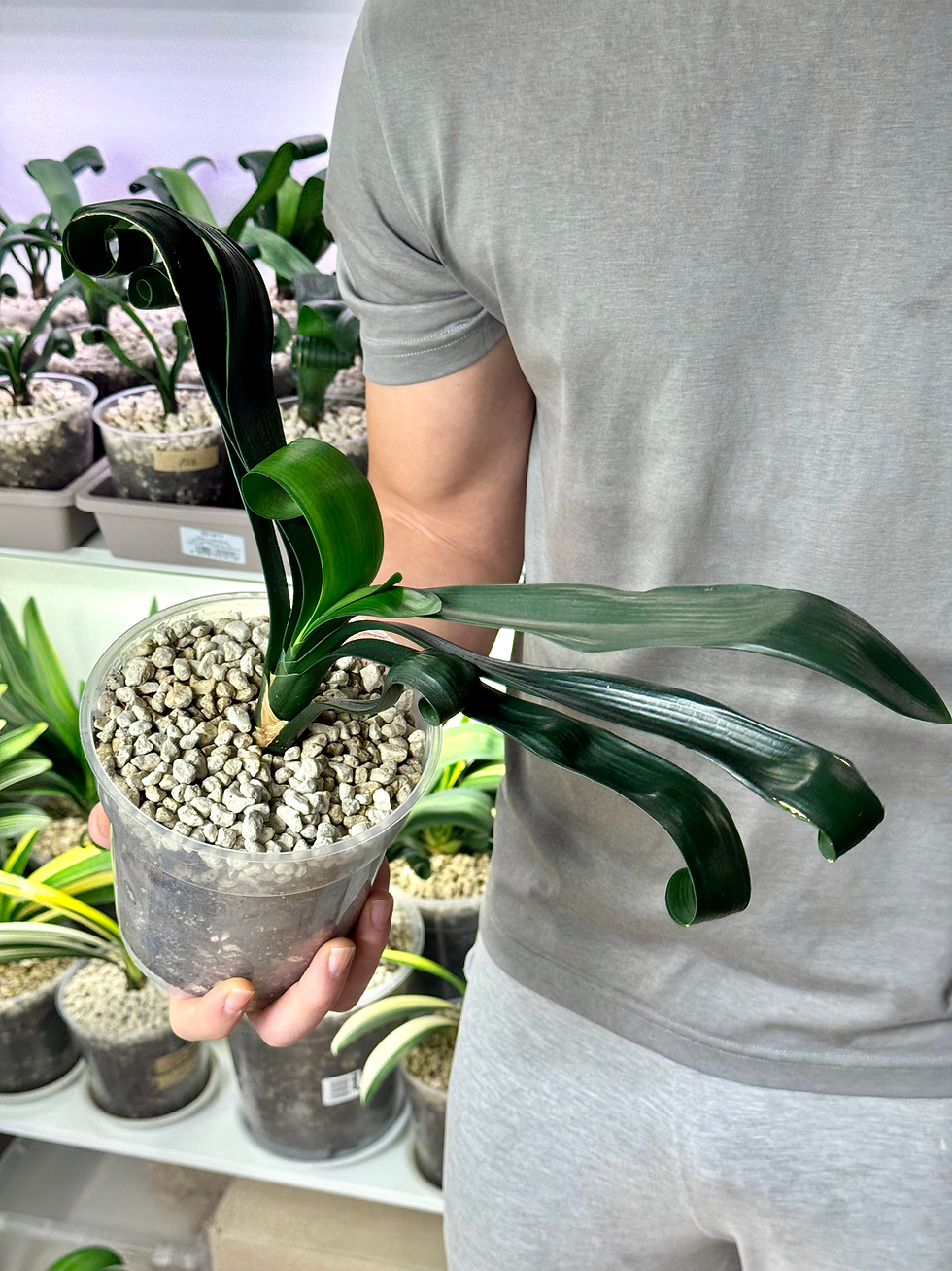Miniaturbild: Clivia Permanent | Seltene Clivia mit natürlich gekräuselten Blättern | Schmalblättrige Form