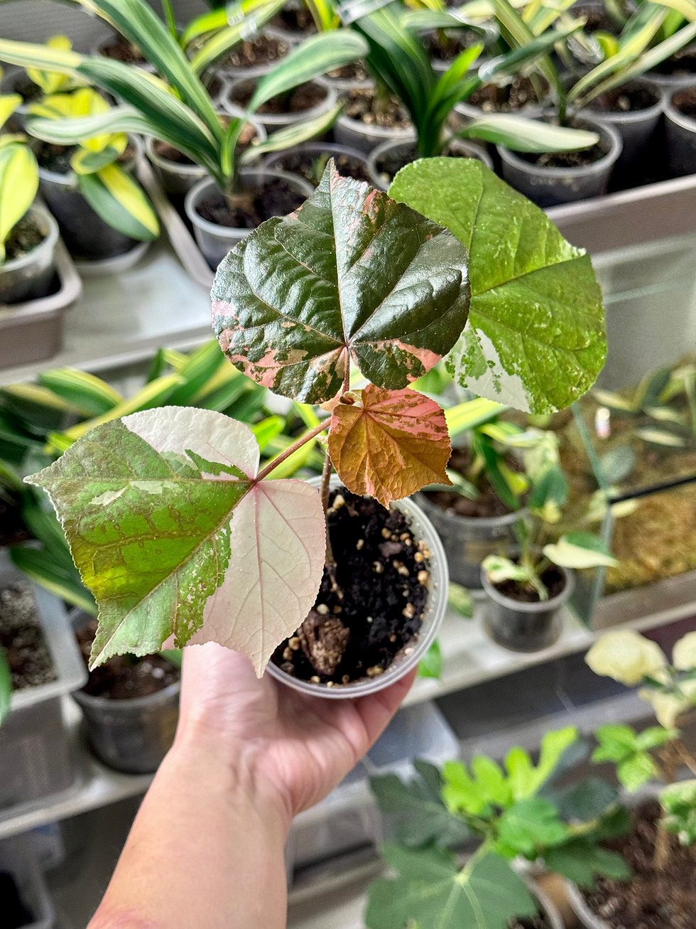 Thumbnail: Hibiscus Tiliaceus Variegata