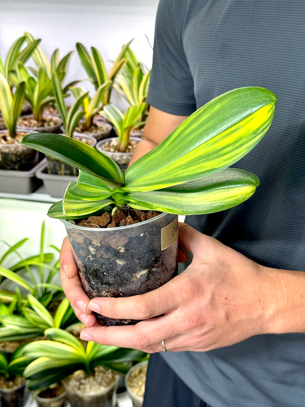 Thumbnail: Phalaenopsis Sogo Yukidian 'V3' | Variegated Moth Orchid