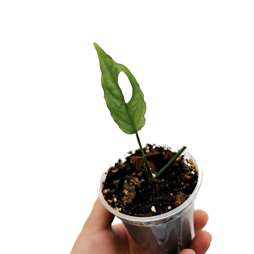 Miniaturbild: Monstera Obliqua Peru / Peruvian (Jungpflanze)