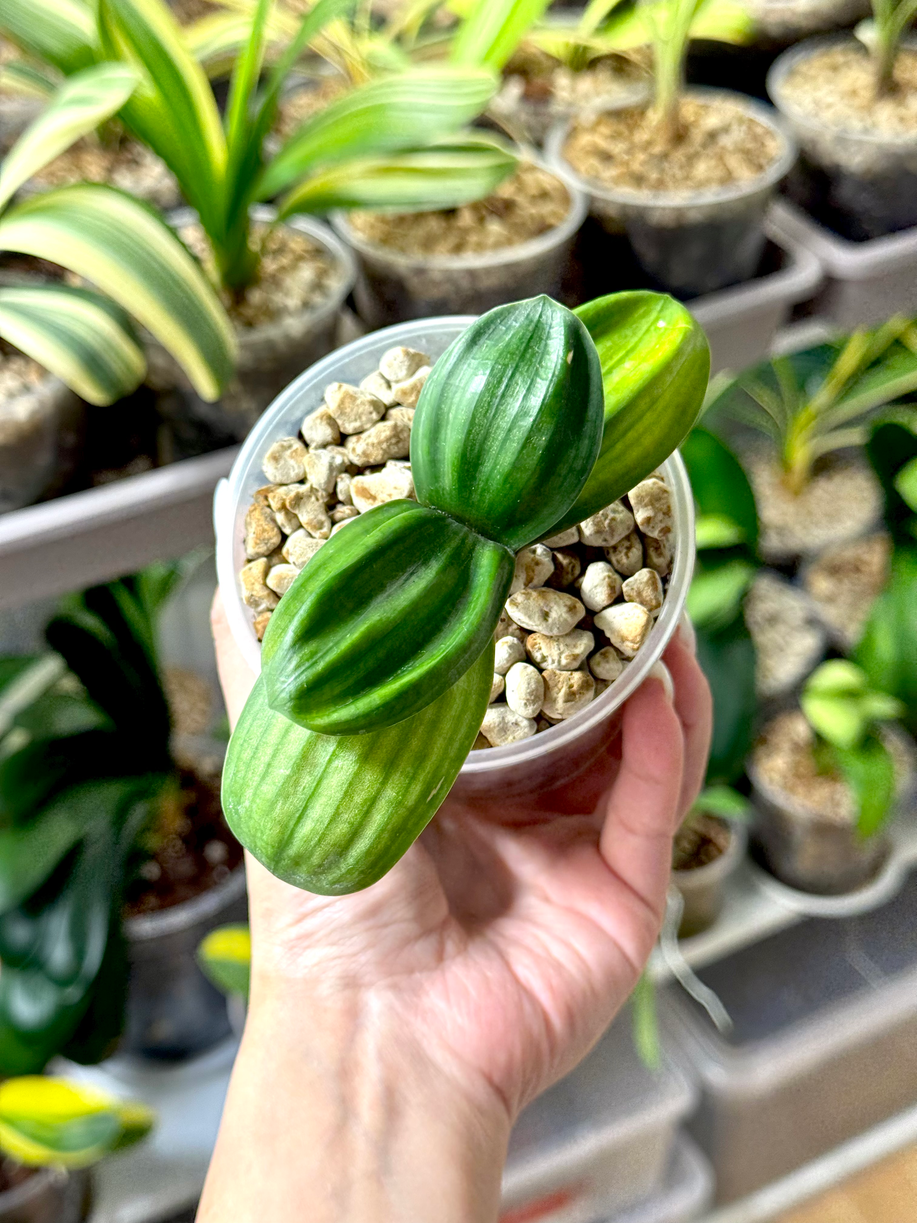 Clivia Miniata ‘Hengque’ (Horizontal Sparrow) | Dwarf Form