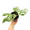 Thumbnail: Monstera Adansonii Indonesian Marble