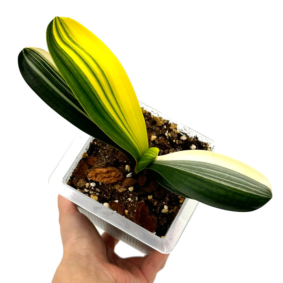 Thumbnail: Clivia Miniata 'Monk' Variegata (Orange-Red Flowers)