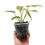 Thumbnail: Philodendron Burle Marx Variegata (Young Plant)