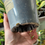 Thumbnail: Clivia Miniata 'Light of Buddha' Variegata (Orange-Red Flowers)