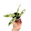 Miniaturbild: Monstera Adansonii Indonesian Marble