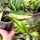 Thumbnail: Philodendron Florida Beauty x Paraiso Verde Variegata