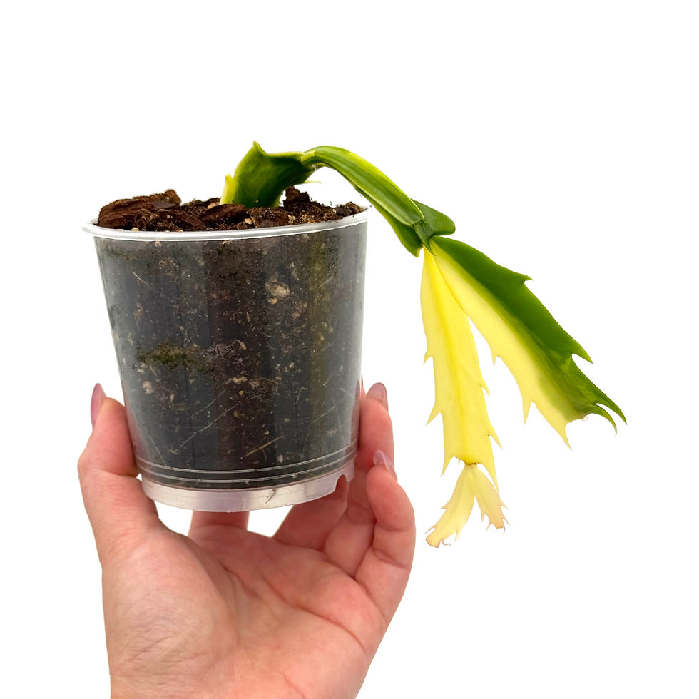 Miniaturbild: Schlumbergera Truncata Variegata / Variegated Zygocactus