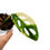 Miniaturbild: Monstera Adansonii Aurea Variegata bewurzelter Ableger Stammsteckling