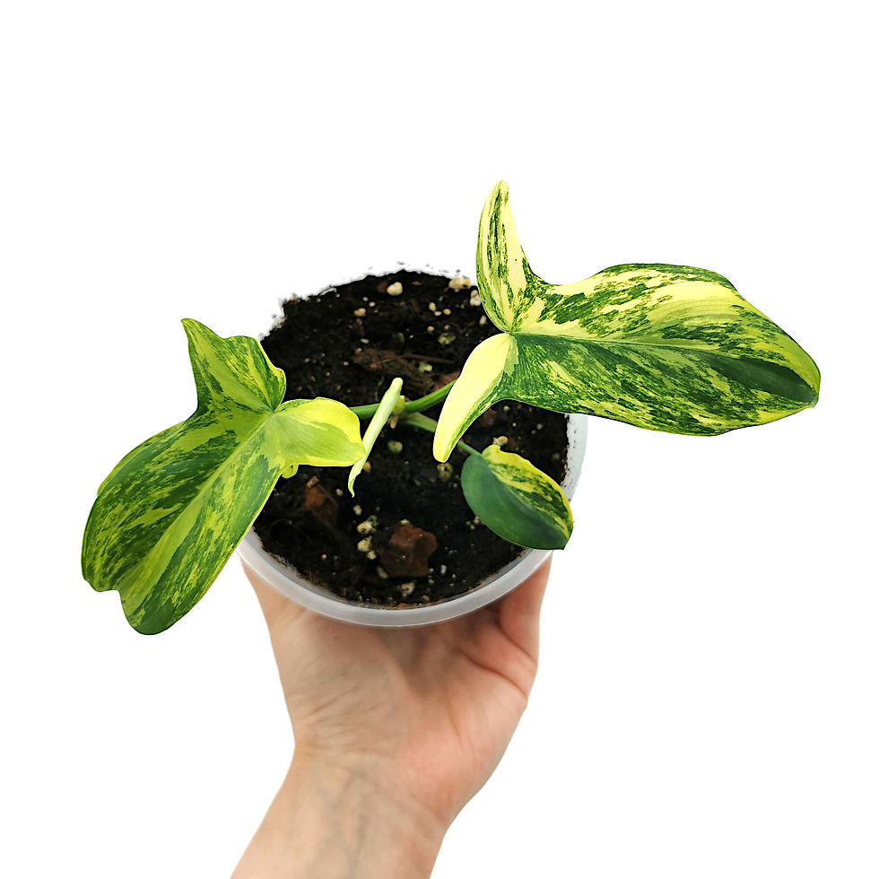 Miniaturbild: Philodendron Pedatum Variegata (Jungpflanze)