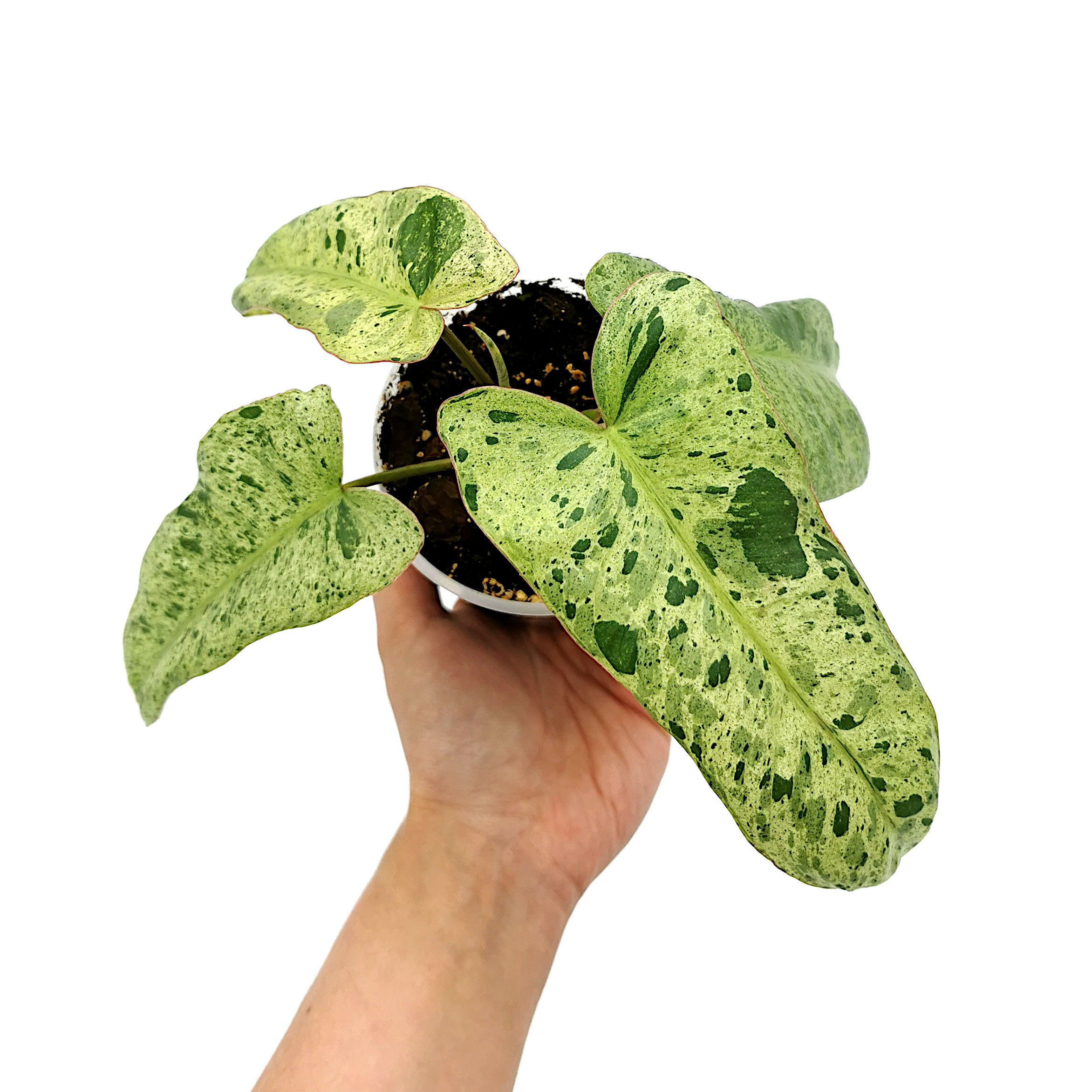 Philodendron Paraiso Verde