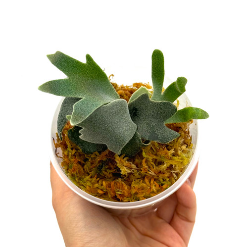Staghorn Fern Platycerium Willinckii Bacteria Sporeling
