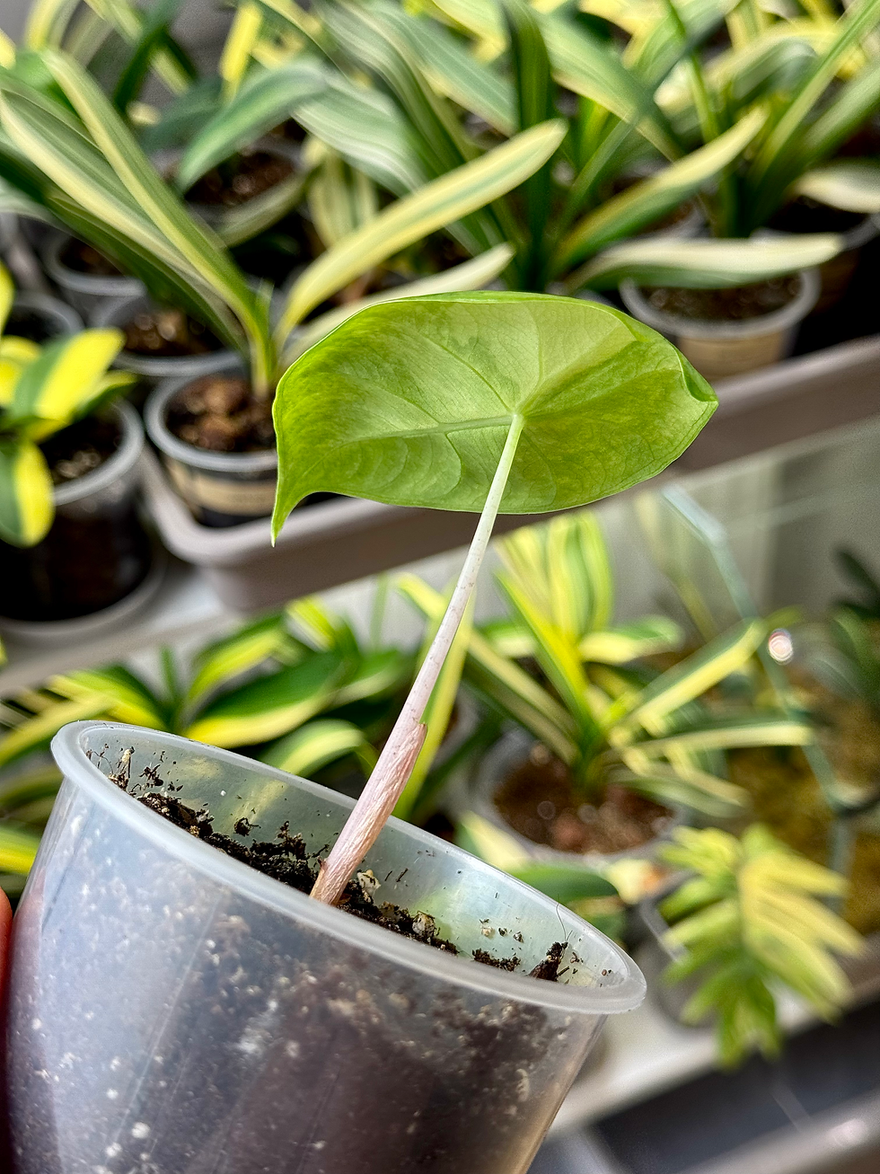 Thumbnail: Alocasia Pink Dragon Variegata