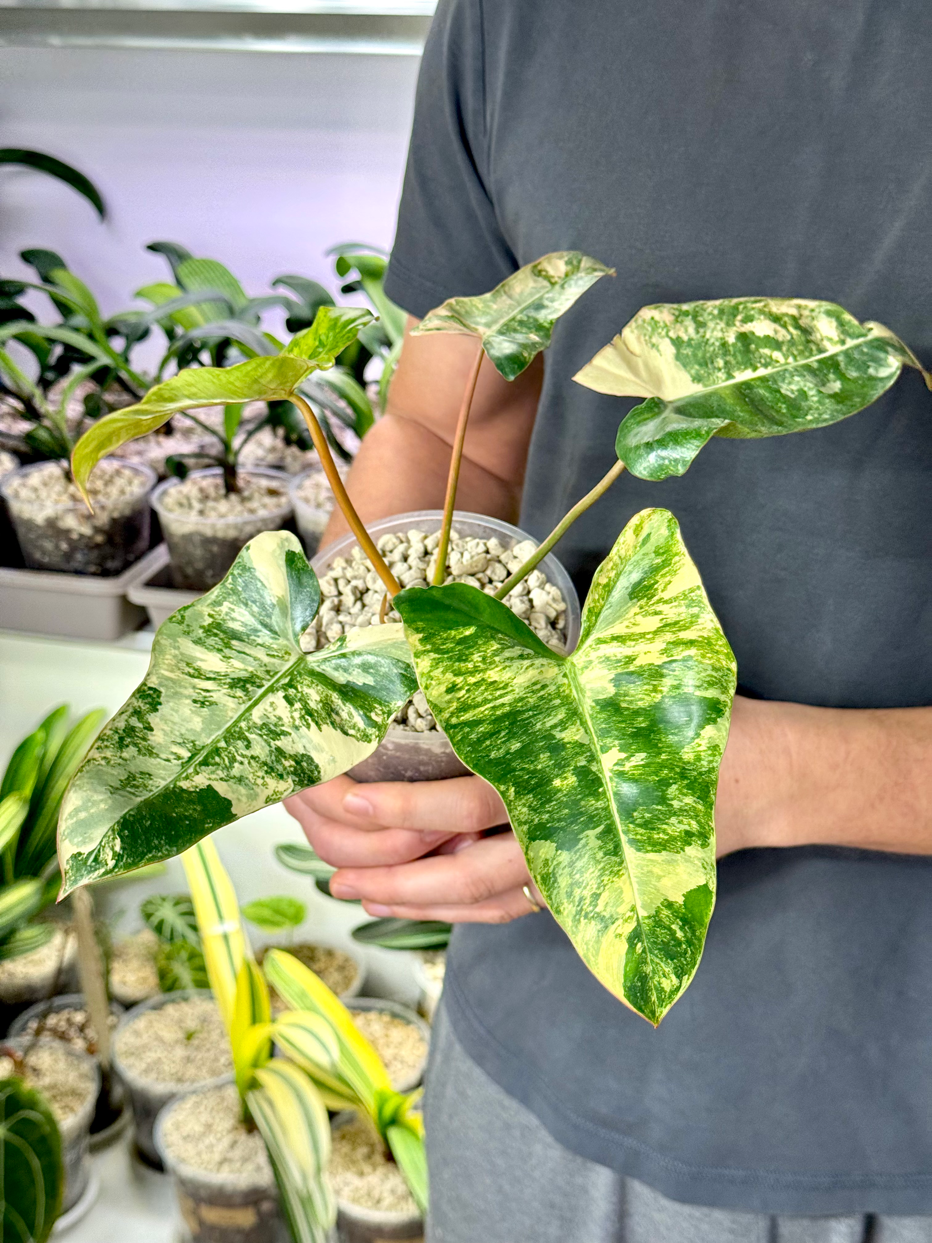 Philodendron Jennifer (Philodendron Billietiae x Florida Beauty)