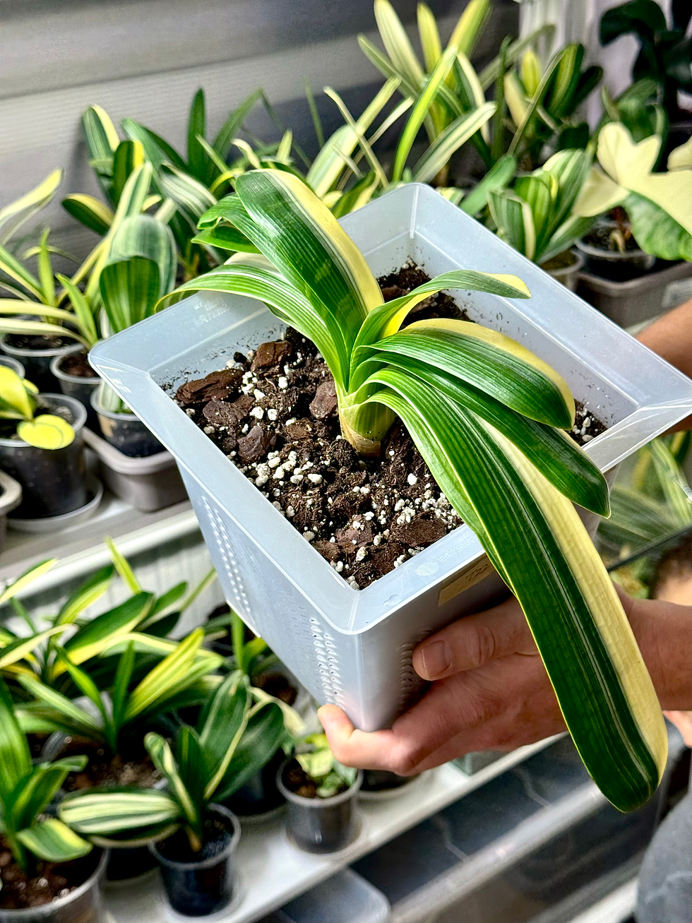 Miniaturbild: Clivia Miniata 'Tiger' Variegata (Orangerote Blüten)