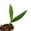 Thumbnail: Rhaphidophora Megasperma (Young Plant)