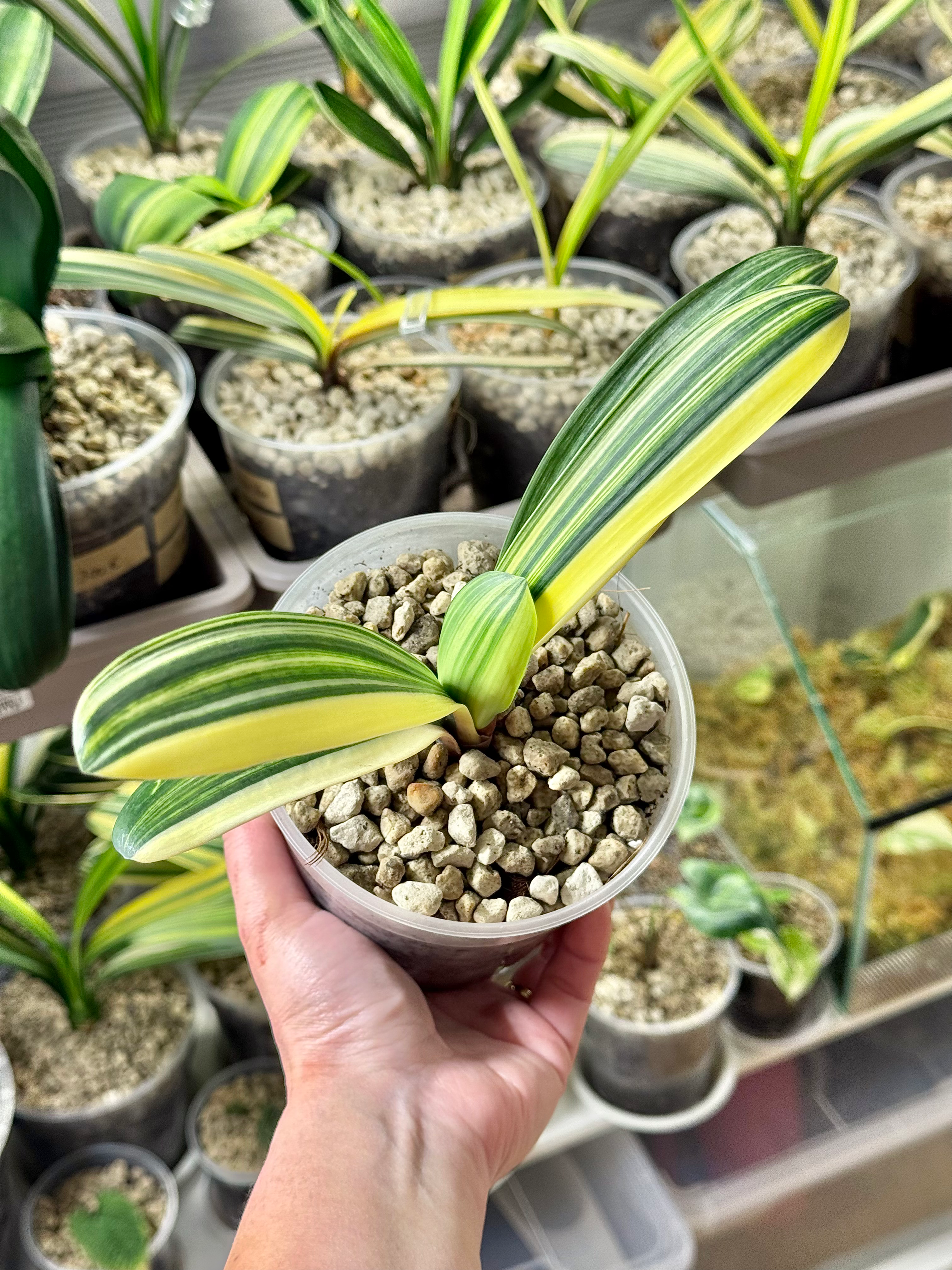 Clivia Miniata Variegata (Orange-Red Flowers)
