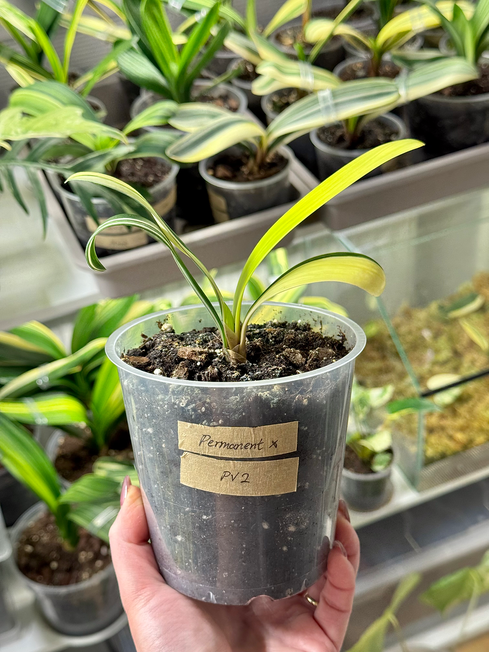 Thumbnail: Clivia Permanent x Clivia Miniata Variegata | Rare Natural Curly Leaf Clivia