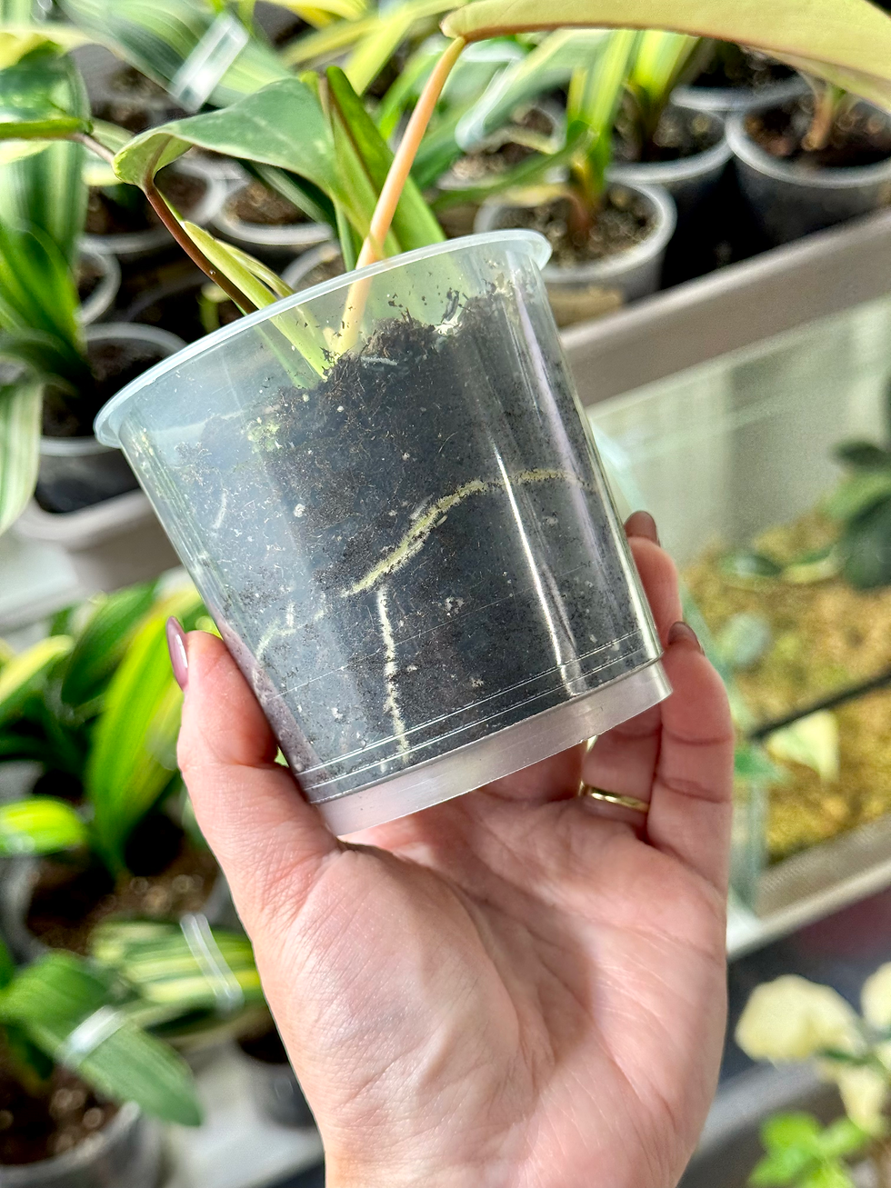 Miniaturbild: Philodendron Joepii Variegata | Jungpflanze