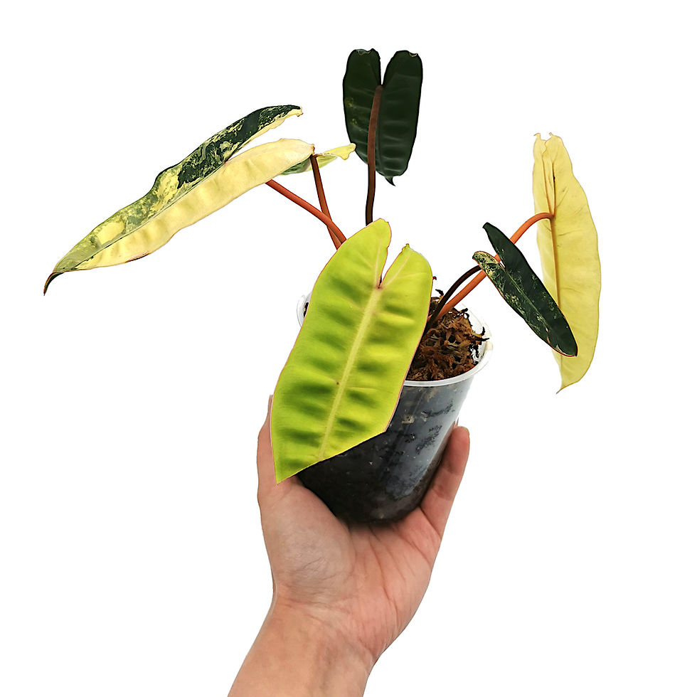 Thumbnail: Philodendron Billietiae Variegata