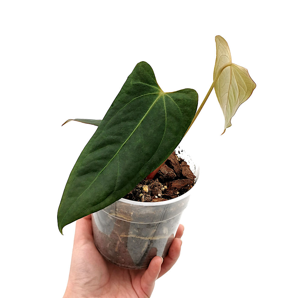 Thumbnail: Anthurium Papillilaminum Hybrid