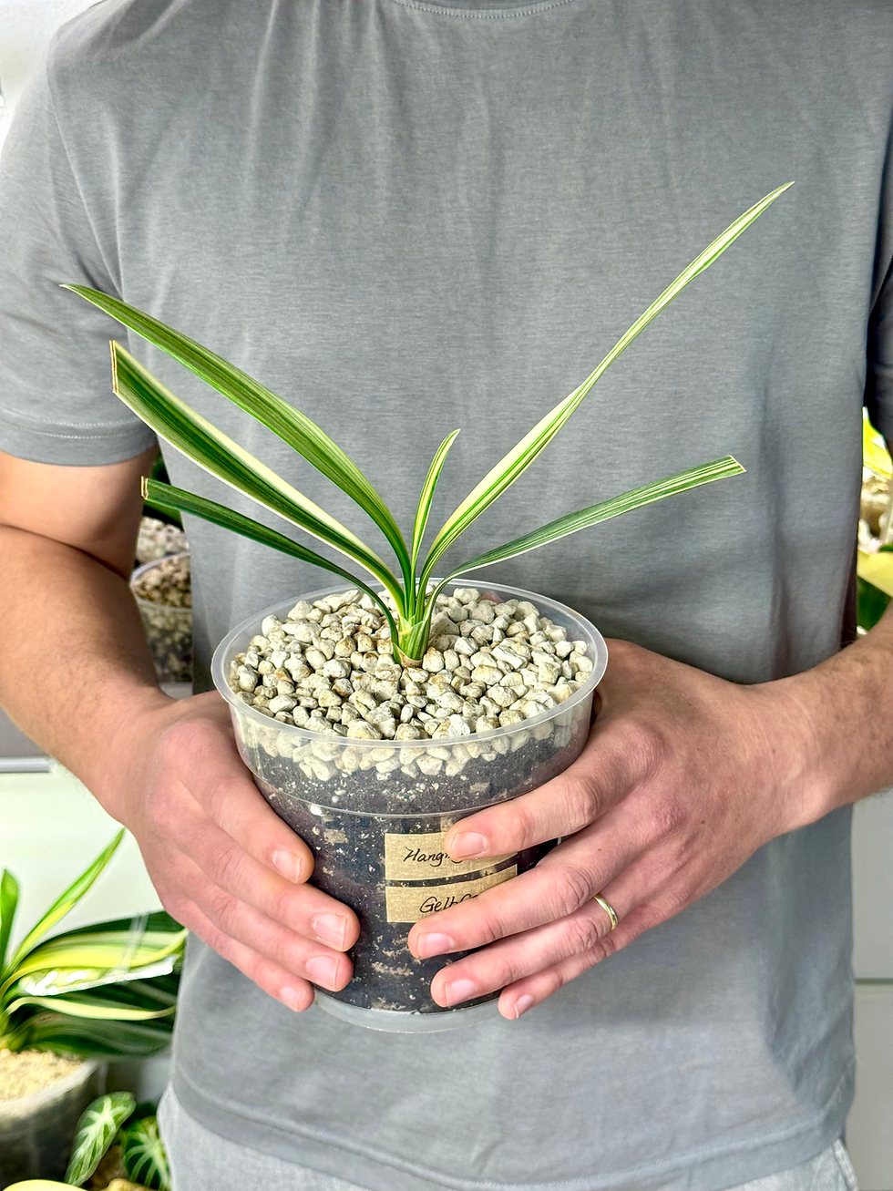 Miniaturbild: Clivia Nobilis Variegata x Clivia Miniata Variegata (Gelbe Blüten)