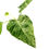 Miniaturbild: Philodendron Giganteum Variegata (L)