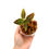 Thumbnail: Anoectochilus Siamensis x Ludisia Discolor (Jewel Orchid)