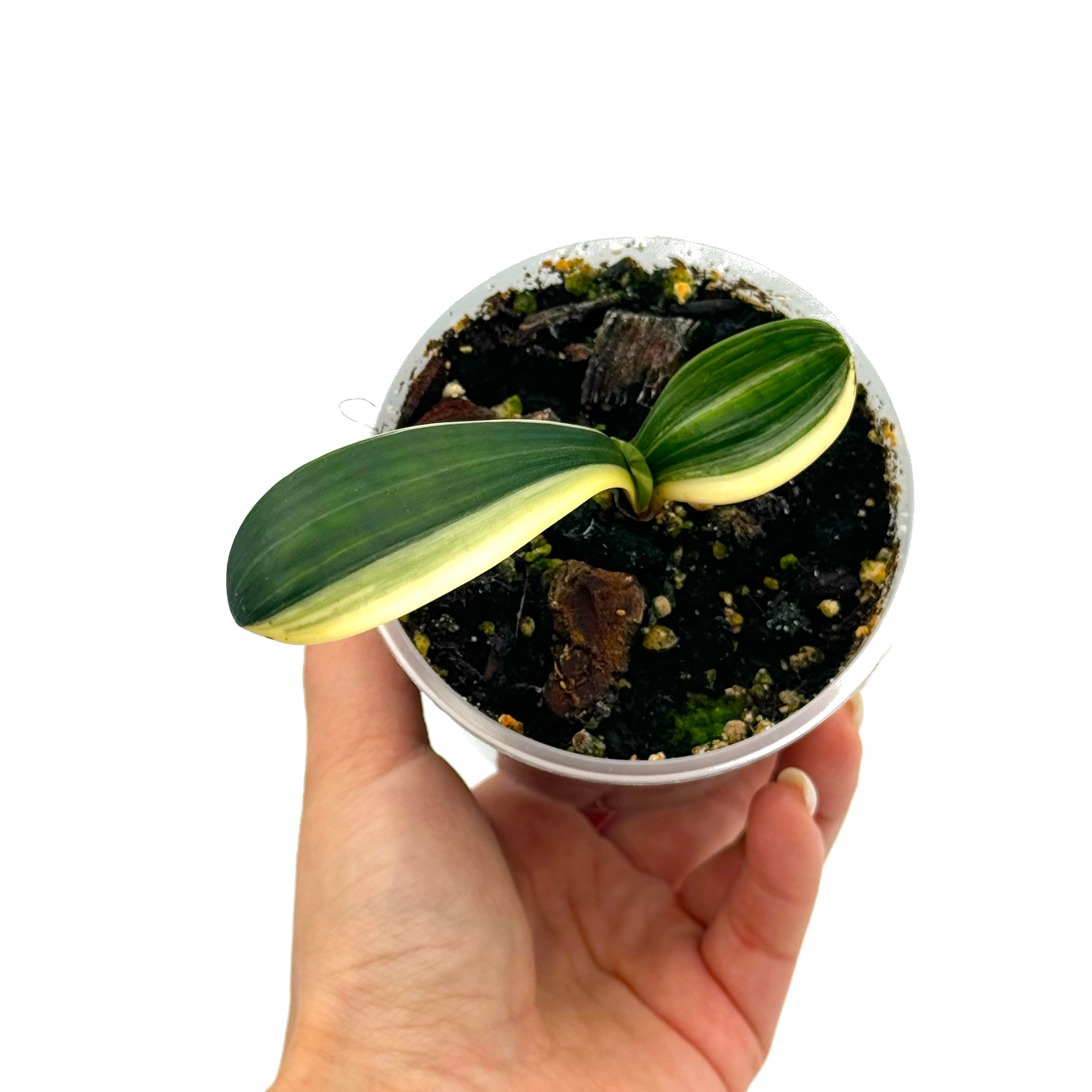 Clivia Miniata 'Monk' Variegata (Orange-Red Flowers)