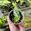 Thumbnail: Alocasia Nairobi Nights Variegata | Young Plant
