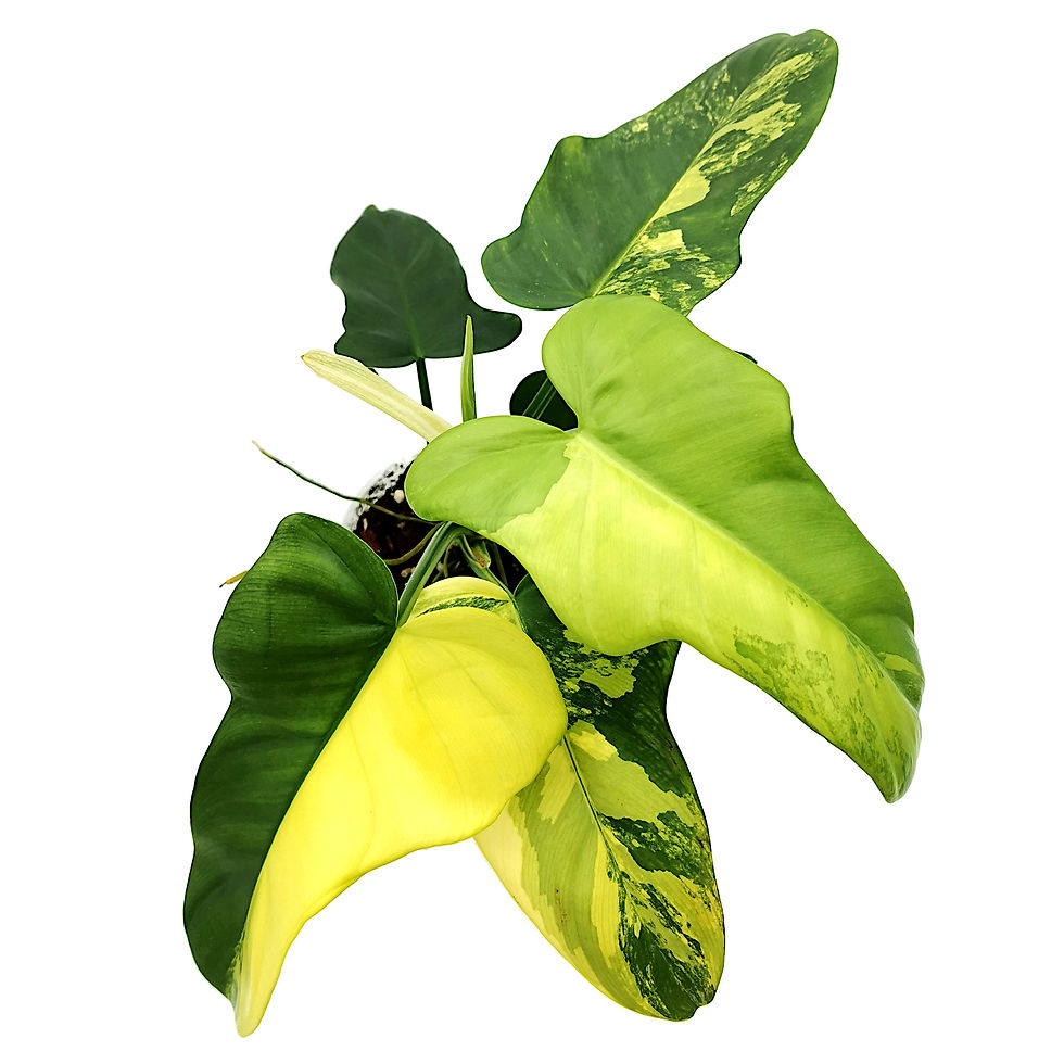 Miniaturbild: Philodendron Bipennifolium Variegata