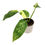 Miniaturbild: Philodendron Jose Buono