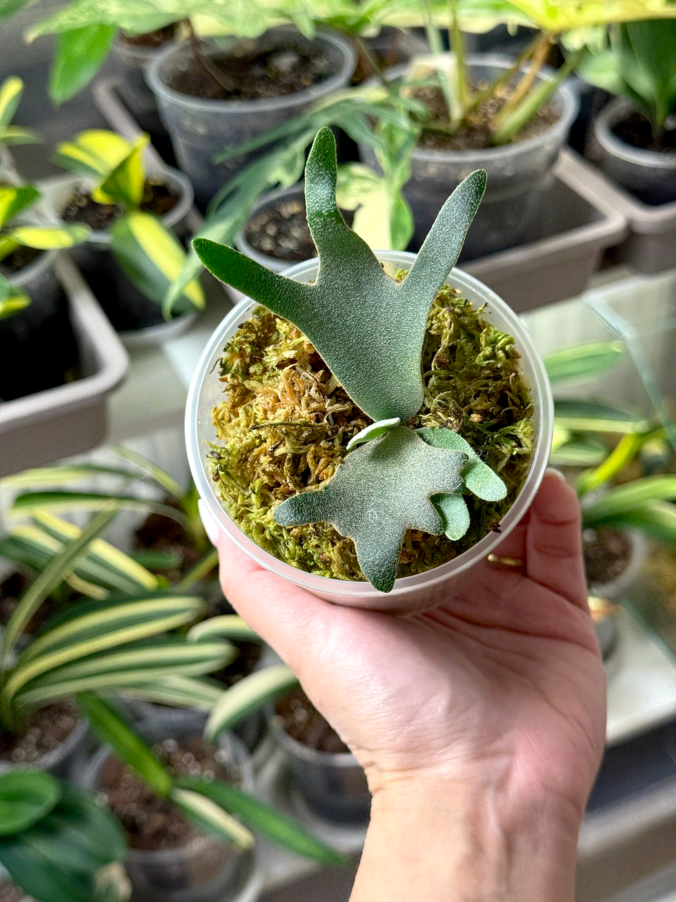 Miniaturbild: Hirschhornfarn Platycerium Willinckii OMG Sporeling