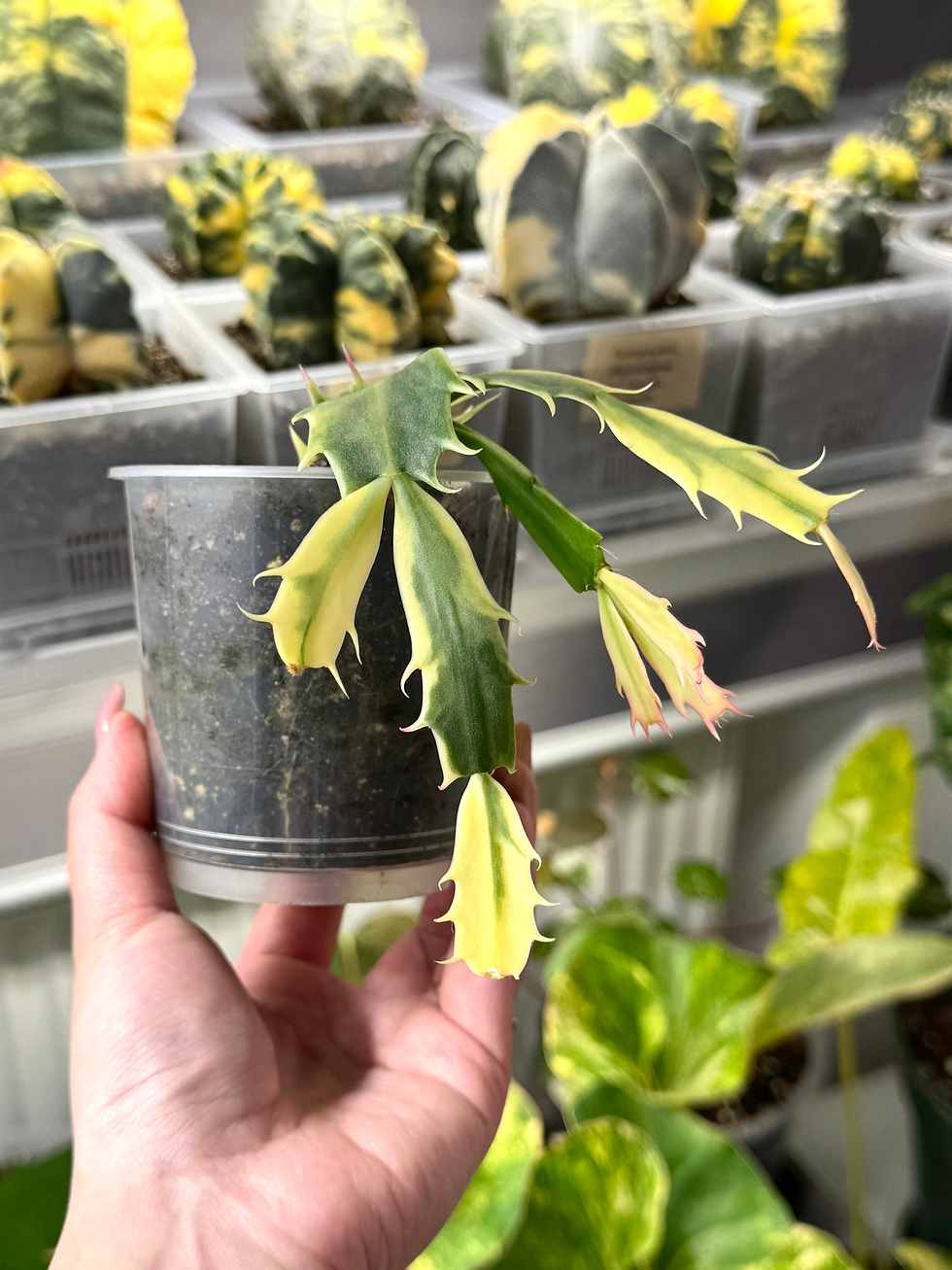 Miniaturbild: Schlumbergera Truncata Variegata / Variegated Zygocactus