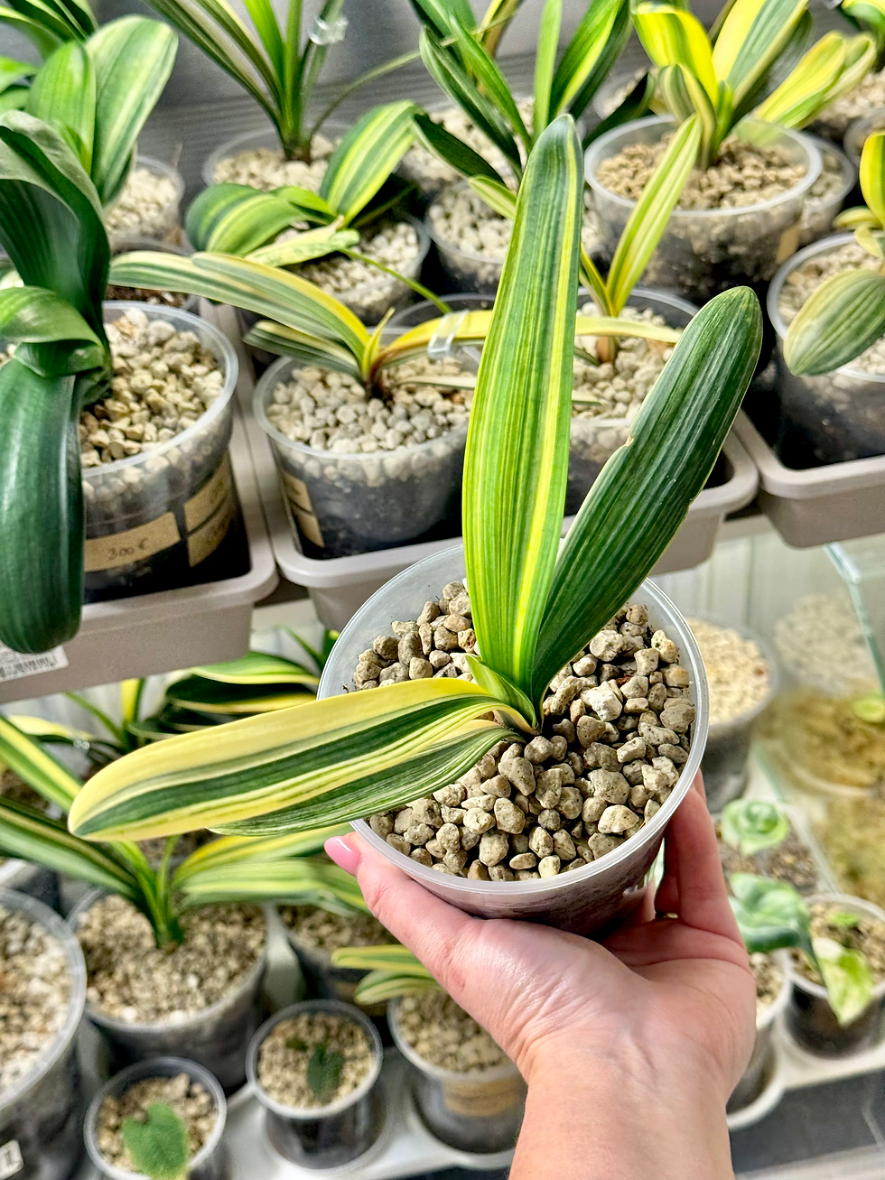 Thumbnail: Clivia Miniata Variegata | Narrow Leaf Form