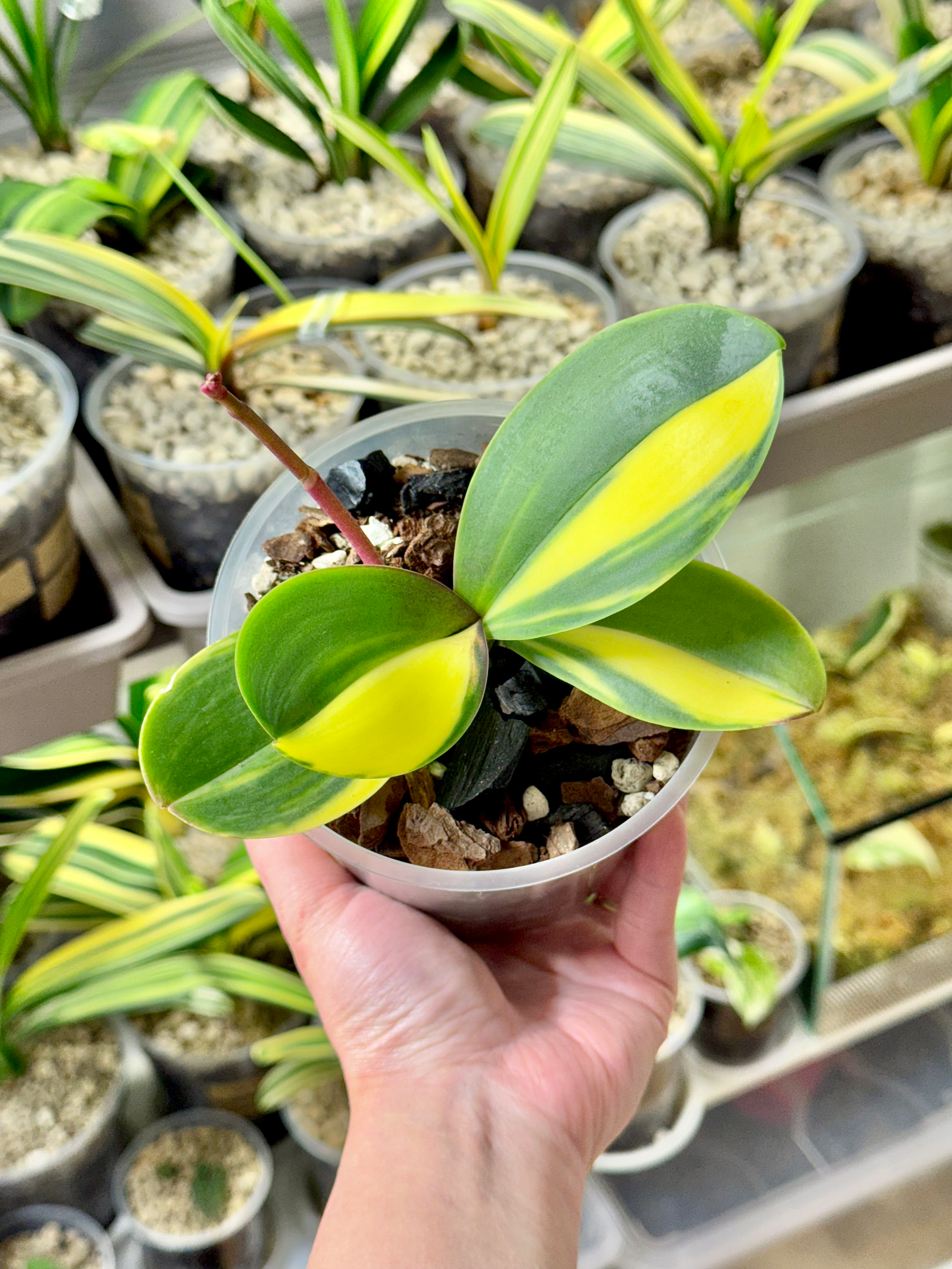 Phalaenopsis Variegata | Variegated Moth Orchid | Trade Name : Super Baby