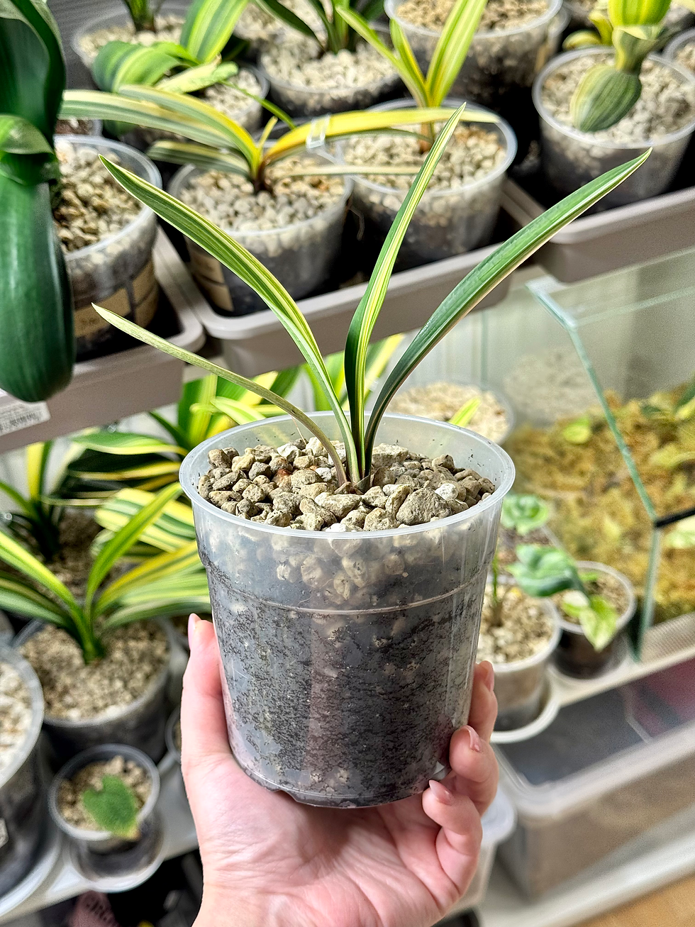 Miniaturbild: Clivia Miniata Variegata (Orangerote Blüten) | Zugespitzte Blattspitzen