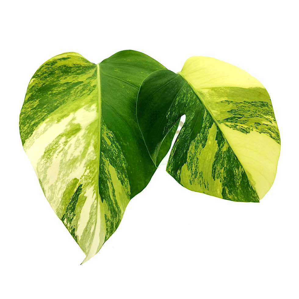 Miniaturbild: Monstera Aurea Variegata Kopfsteckling (3 Blätter)