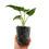 Miniaturbild: Thaumatophyllum / Philodendron Williamsii Variegata